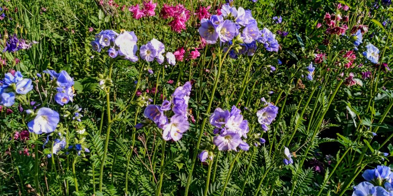 Polemonium caeruleum 'Northern Light's' Синюха голубая